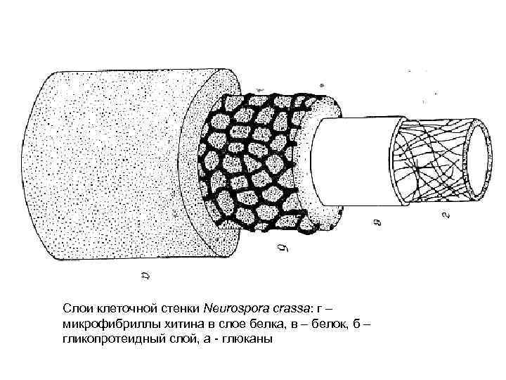 Слои клеточной стенки Neurospora crassa: г – микрофибриллы хитина в слое белка, в –