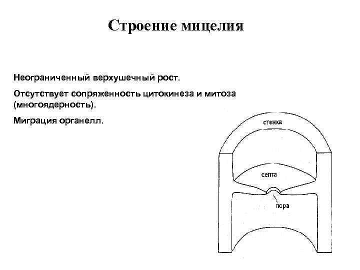 Строение мицелия Неограниченный верхушечный рост. Отсутствует сопряженность цитокинеза и митоза (многоядерность). Миграция органелл. 