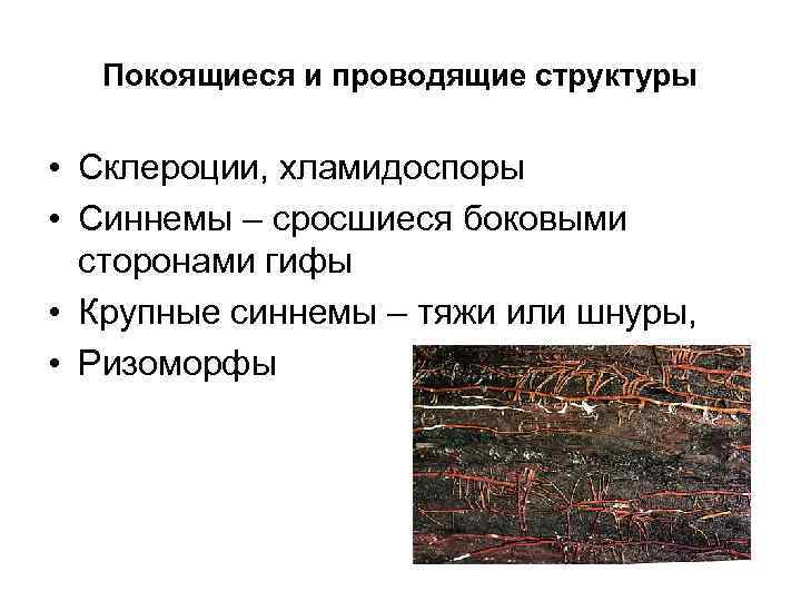 Покоящиеся и проводящие структуры • Склероции, хламидоспоры • Синнемы – сросшиеся боковыми сторонами гифы