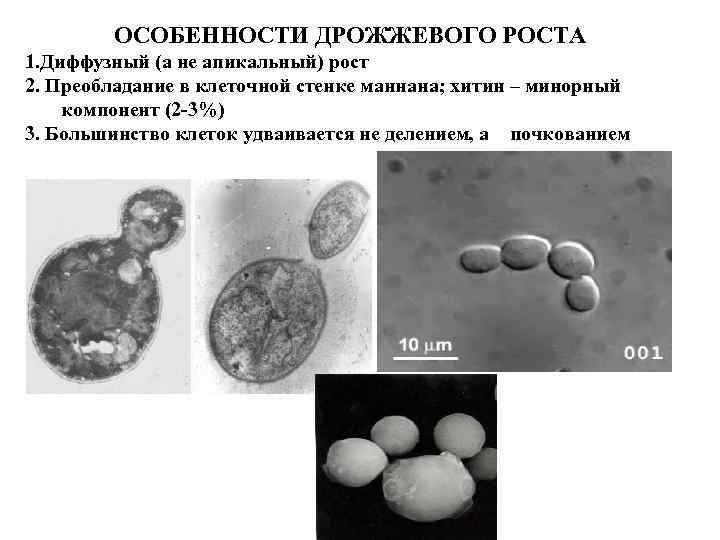 ОСОБЕННОСТИ ДРОЖЖЕВОГО РОСТА 1. Диффузный (а не апикальный) рост 2. Преобладание в клеточной стенке