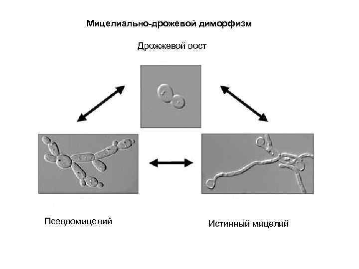 Мицелиально-дрожевой диморфизм Дрожжевой рост Псевдомицелий Истинный мицелий 