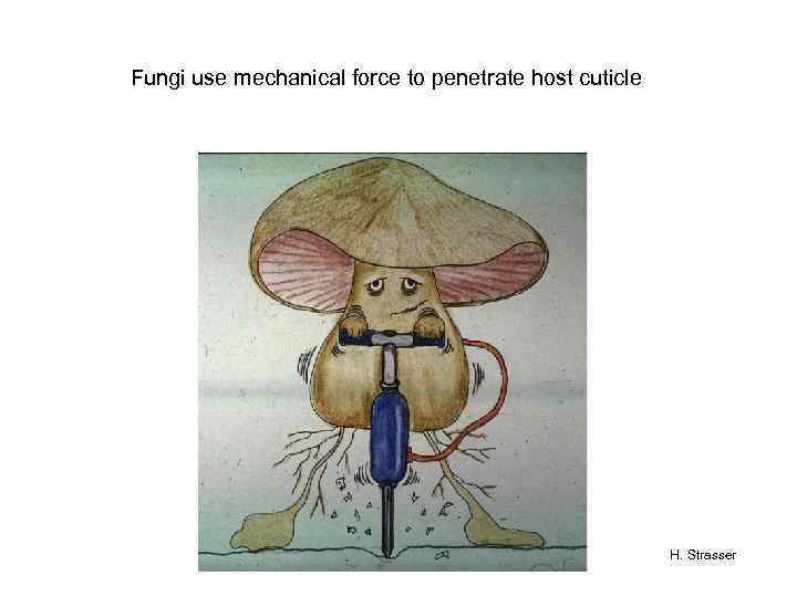 Fungi use mechanical force to penetrate host cuticle H. Strasser 