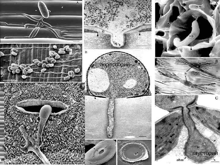 апрессорий гаусторий 