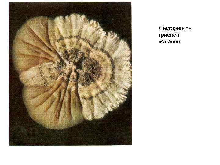Секторность грибной колонии 