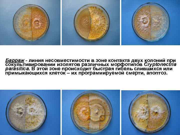 Барраж - линия несовместимости в зоне контакта двух колоний при сокультивировании изолятов различных морфотипов