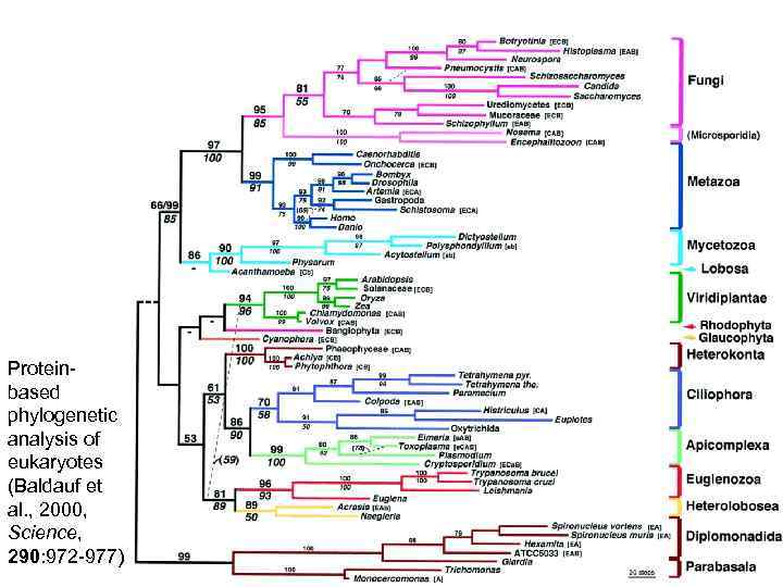 Proteinbased phylogenetic analysis of eukaryotes (Baldauf et al. , 2000, Science, 290: 972 -977)