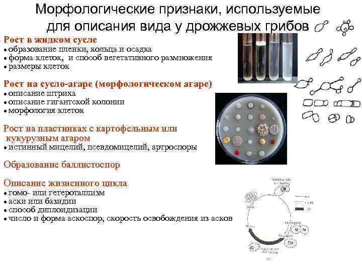 Морфологические признаки, используемые для описания вида у дрожжевых грибов Рост в жидком сусле ●