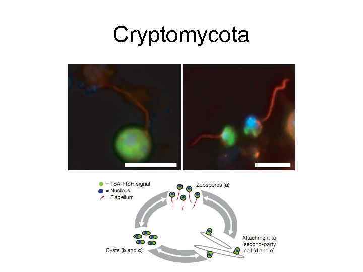 Cryptomycota 
