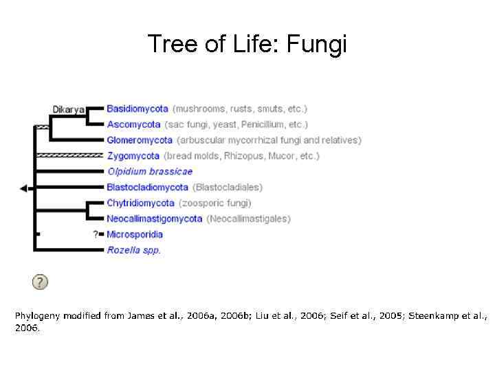 Tree of Life: Fungi 