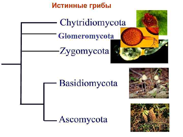 Истинные грибы Glomeromycota 