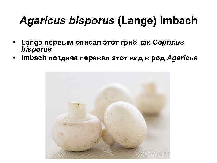 Agaricus bisporus (Lange) Imbach • Lange первым описал этот гриб как Coprinus bisporus •