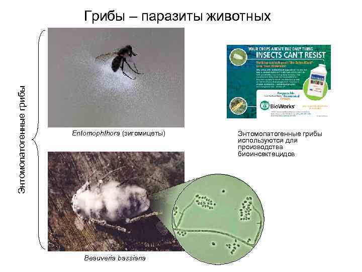 Энтомопатогенные грибы Грибы – паразиты животных Entomophthora (зигомицеты) Beauveria bassiana Энтомопатогенные грибы используются для