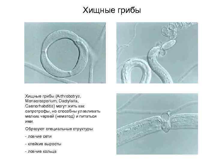 Хищные грибы (Arthrobotrys, Monacrosporium, Dactylaria, Caenorhabditis) могут жить как сапротрофы, но способны улавливать мелких