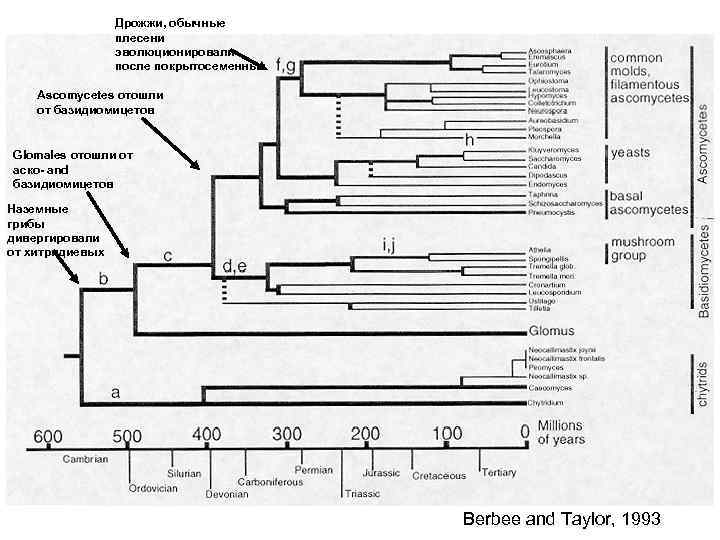 Дрожжи, обычные плесени эволюционировали после покрытосеменных Ascomycetes отошли от базидиомицетов Glomales отошли от аско-