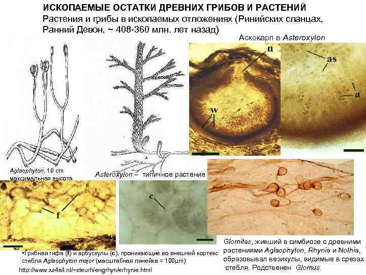 ИСКОПАЕМЫЕ ОСТАТКИ ДРЕВНИХ ГРИБОВ И РАСТЕНИЙ Растения и грибы в ископаемых отложениях (Ринийских сланцах,