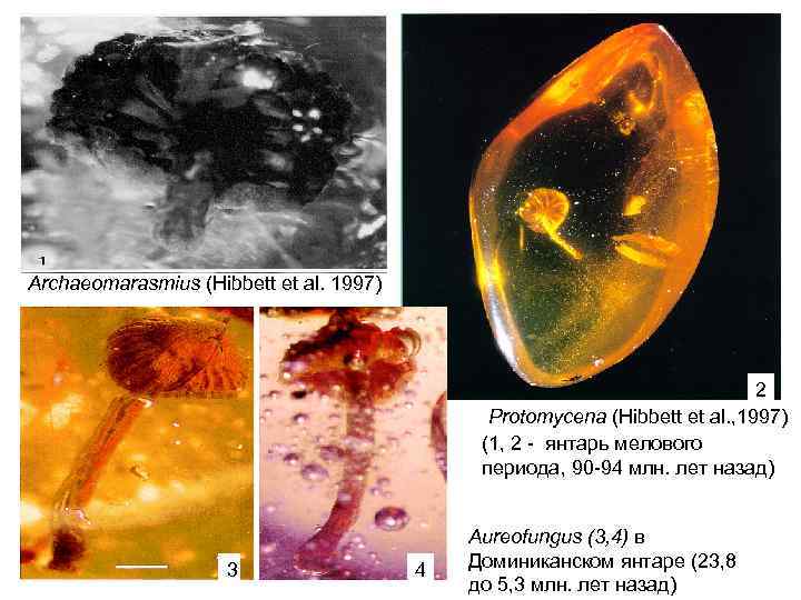 Archaeomarasmius (Hibbett et al. 1997) 2 2 Protomycena (Hibbett et al. , 1997) (1,