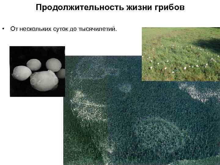 Продолжительность жизни грибов • От нескольких суток до тысячилетий. 