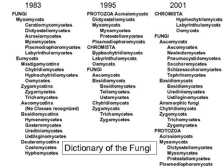 1983 1995 FUNGI Myxomycota Ceratiornyxomycetes Dictyosteliomycetes Acrasiornycetes Myxomycetes Plasmodiophoromycetes Labyrinthulornycetes Eumycota Mastigomycotina Chytridiomycetes Hyphochytridiomycetes