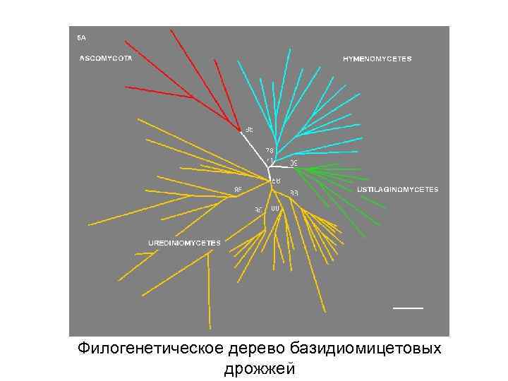 Филогенетическое дерево базидиомицетовых дрожжей 