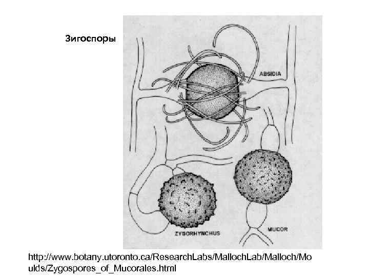Зигоспоры http: //www. botany. utoronto. ca/Research. Labs/Malloch. Lab/Malloch/Mo ulds/Zygospores_of_Mucorales. html 