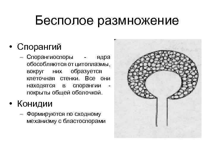 Спорангии термин