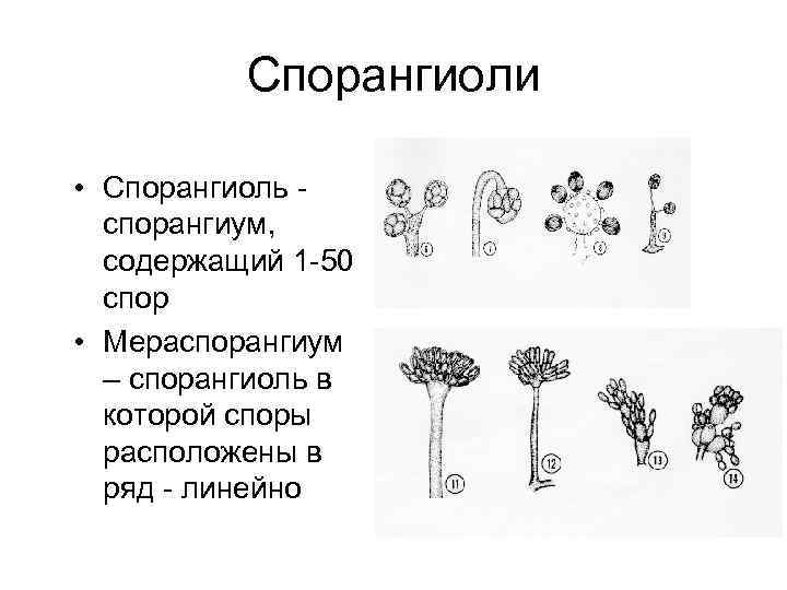 Спорангиоли • Спорангиоль спорангиум, содержащий 1 -50 спор • Мераспорангиум – спорангиоль в которой