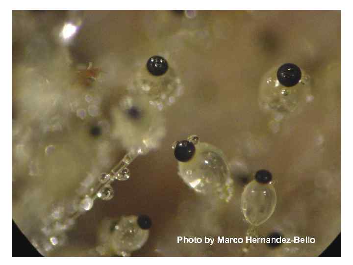 Photo by Marco Hernandez-Bello 