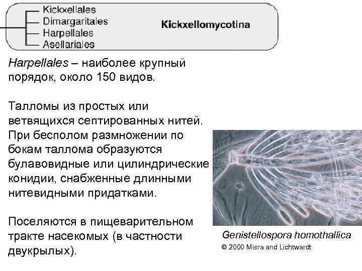 Harpellales – наиболее крупный порядок, около 150 видов. Талломы из простых или ветвящихся септированных