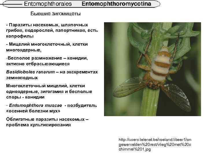 Бывшие зигомицеты - Паразиты насекомых, шляпочных грибов, водорослей, папортников, есть копрофилы - Мицелий многоклеточный,