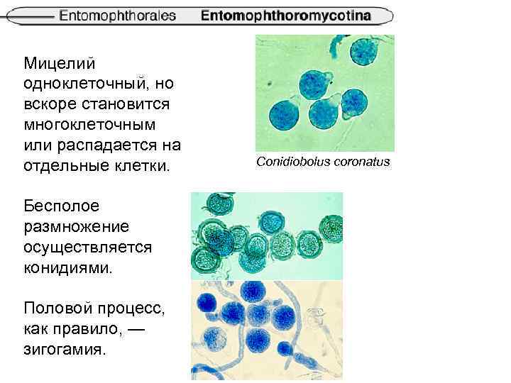 Мицелий одноклеточный, но вскоре становится многоклеточным или распадается на отдельные клетки. Бесполое размножение осуществляется