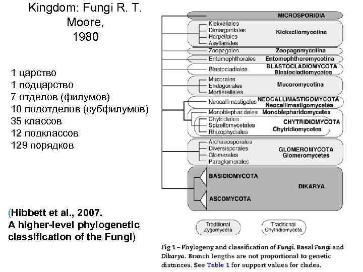 Kingdom: Fungi R. T. Moore, 1980 1 царство 1 подцарство 7 отделов (филумов) 10