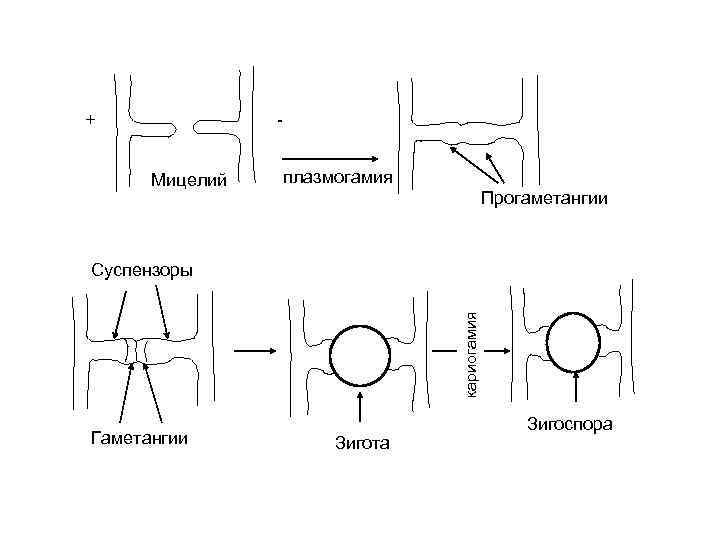 Жизненный цикл зигомицетов схема