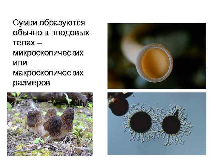 Сумки образуются обычно в плодовых телах – микроскопических или макроскопических размеров 