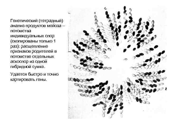 Генетический (тетрадный) анализ продуктов мейоза – потомства индивидуальных спор (скопированы только 1 раз): расщепление