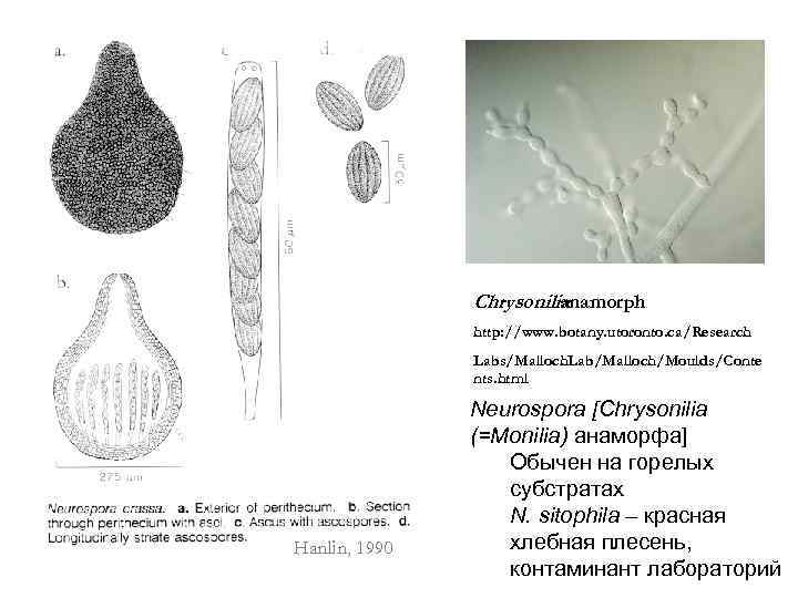 Chrysonilia anamorph http: //www. botany. utoronto. ca/Research Labs/Malloch. Lab/Malloch/Moulds/Conte nts. html Hanlin, 1990 Neurospora