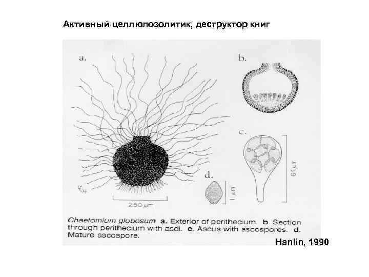 Активный целлюлозолитик, деструктор книг Hanlin, 1990 
