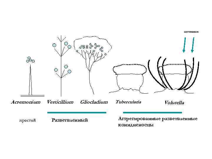 щетинки Acremonium простой Verticillium Gliocladium Разветвленный Tubercularia Volutella Аггрегированные разветвленные конидиеносцы 