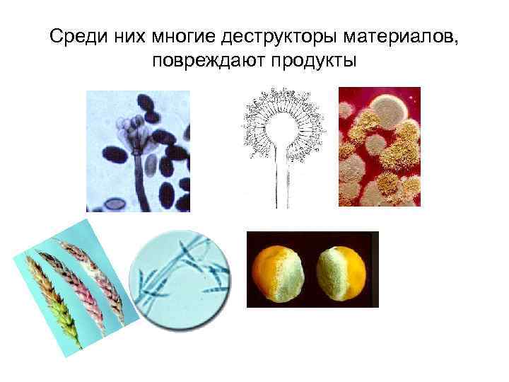 Среди них многие деструкторы материалов, повреждают продукты 