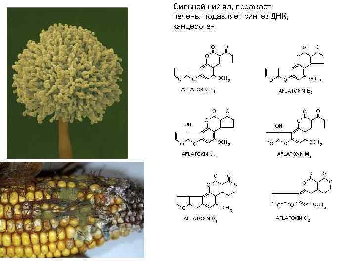 Сильнейший яд, поражает печень, подавляет синтез ДНК, канцероген 