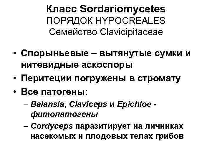Класс Sordariomycetes ПОРЯДОК HYPOCREALES Семейство Clavicipitaceae • Спорыньевые – вытянутые сумки и нитевидные аскоспоры