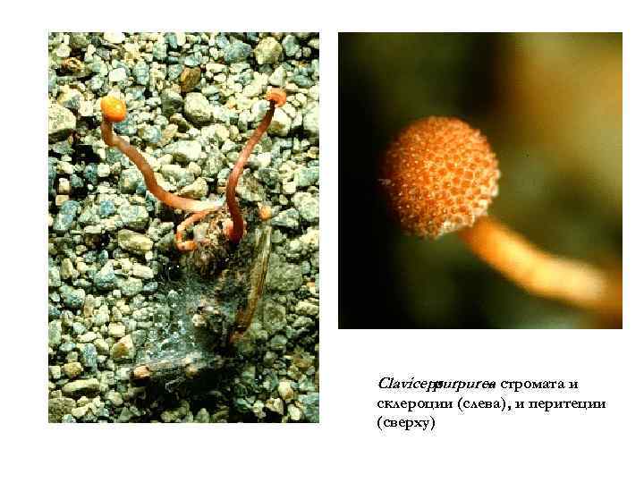 Claviceps purpurea стромата и – склероции (слева), и перитеции (сверху) 