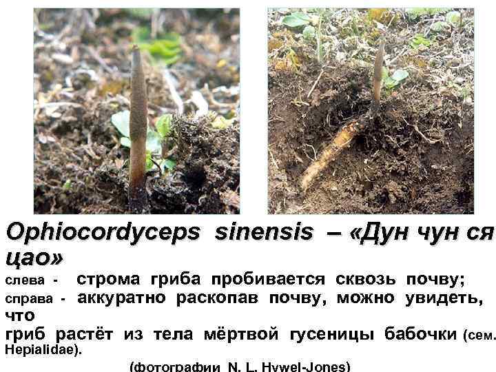 Ophiocordyceps sinensis – «Дун чун ся цао» слева справа строма гриба пробивается сквозь почву;