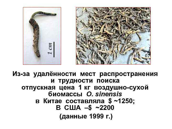 Из за удалённости мест распространения и трудности поиска отпускная цена 1 кг воздушно сухой