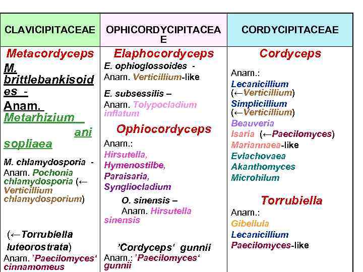 CLAVICIPITACEAE OPHICORDYCIPITACEA E CORDYCIPITACEAE Metacordyceps M. brittlebankisoid es - Anam. Metarhizium ani sopliaea Elaphocordyceps