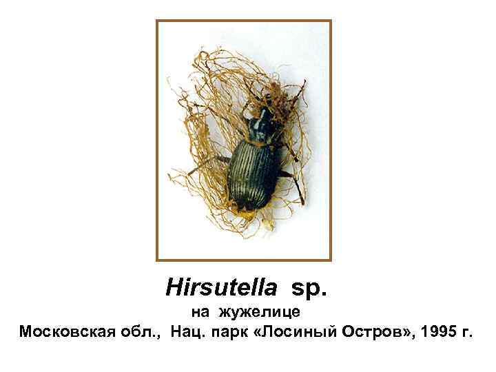 Hirsutella sp. на жужелице Московская обл. , Нац. парк «Лосиный Остров» , 1995 г.