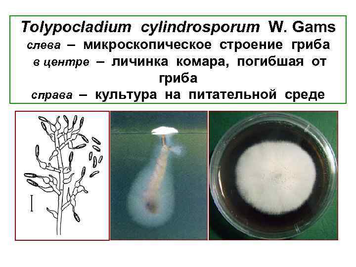 Tolypocladium cylindrosporum W. Gams слева – микроскопическое строение гриба в центре – личинка комара,