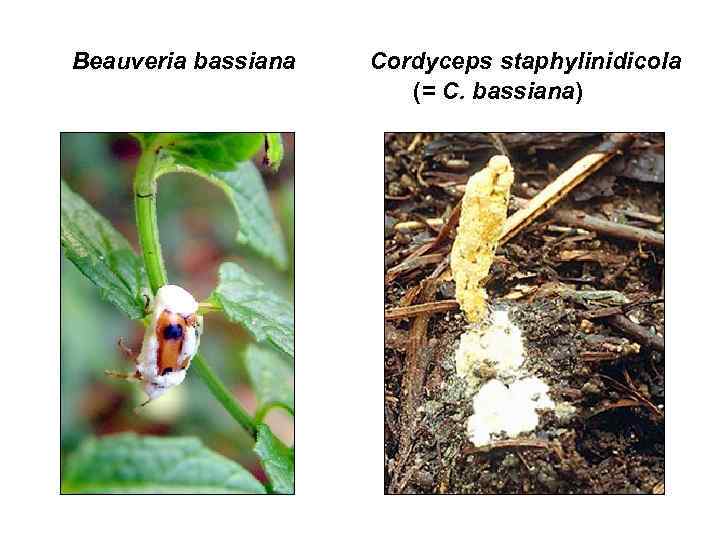 Beauveria bassiana Cordyceps staphylinidicola (= C. bassiana) 