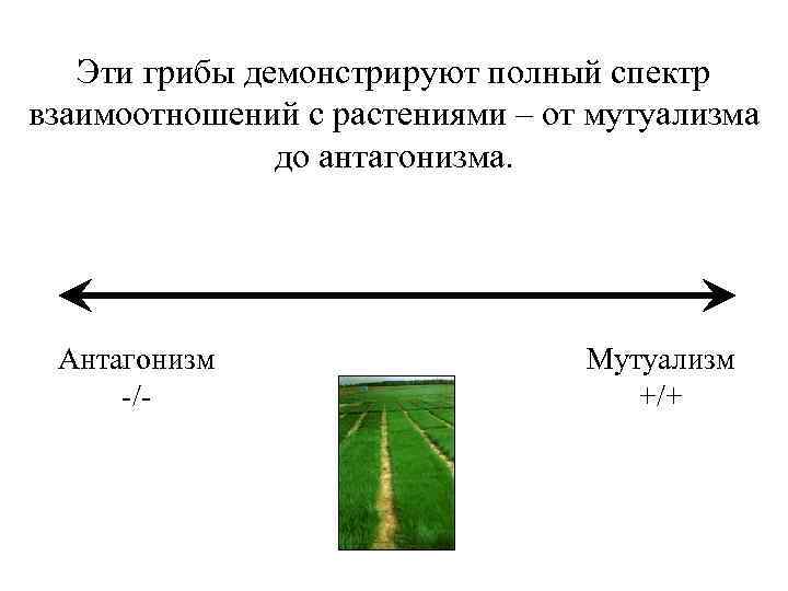 Эти грибы демонстрируют полный спектр взаимоотношений с растениями – от мутуализма до антагонизма. Антагонизм