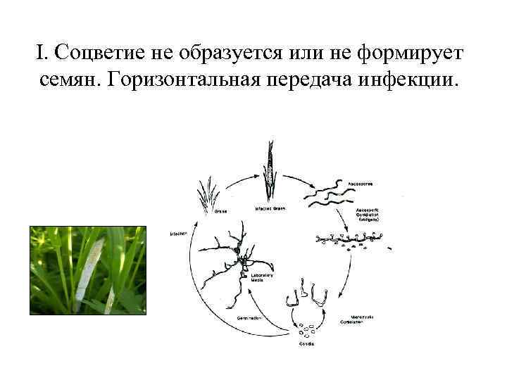 I. Соцветие не образуется или не формирует семян. Горизонтальная передача инфекции. 
