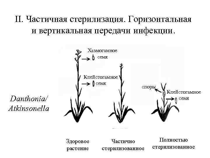 II. Частичная стерилизация. Горизонтальная и вертикальная передачи инфекции. Хазмогамное семя Клейстогамное семя споры Danthonia/